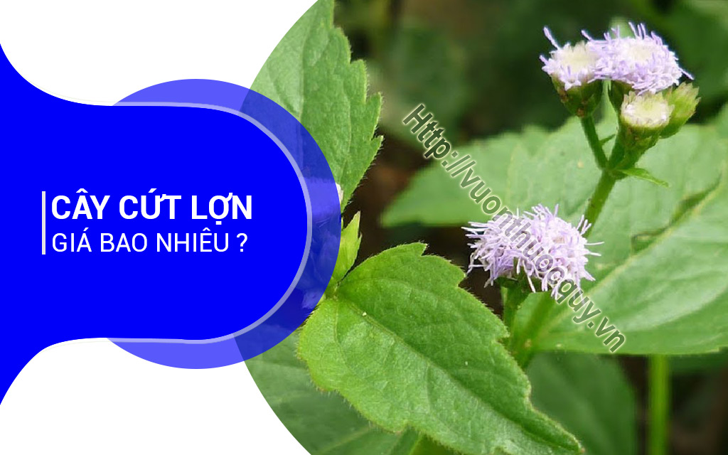 Cây Cứt Lợn Giá Bao Nhiêu ?
