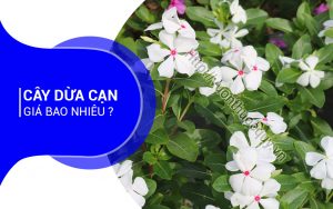 Cây Dừa Cạn Giá Bao Nhiêu ?