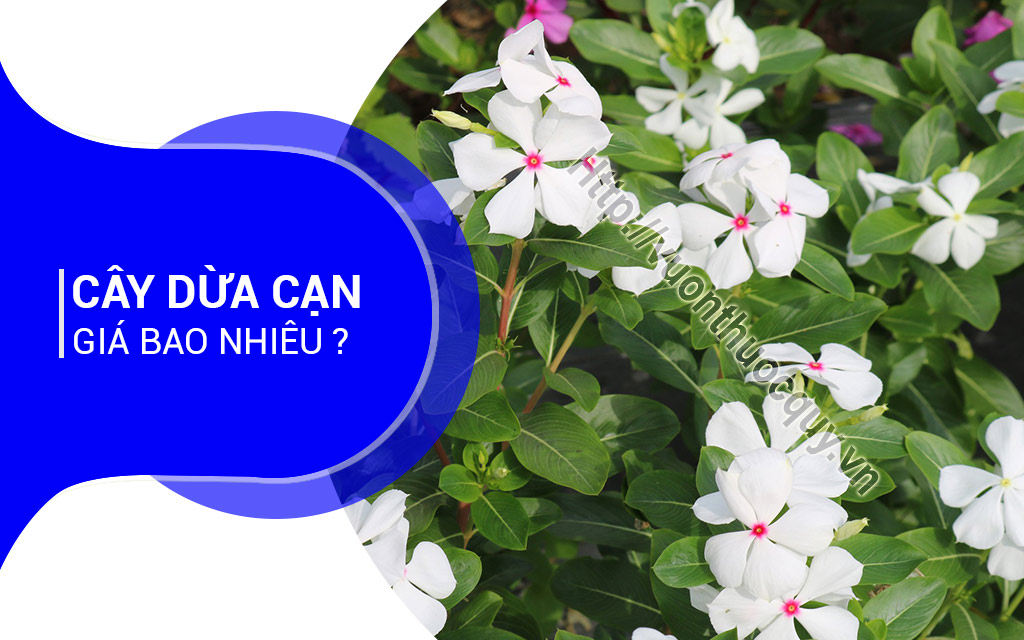 Cây Dừa Cạn Giá Bao Nhiêu ?