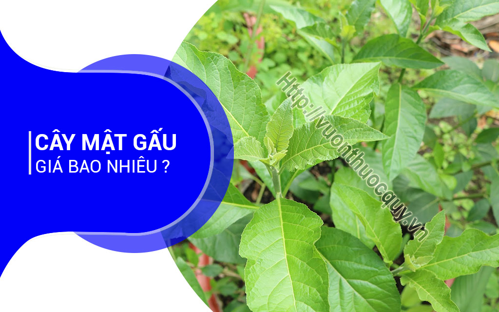 Cây Mật Gấu Giá Bao Nhiêu ?
