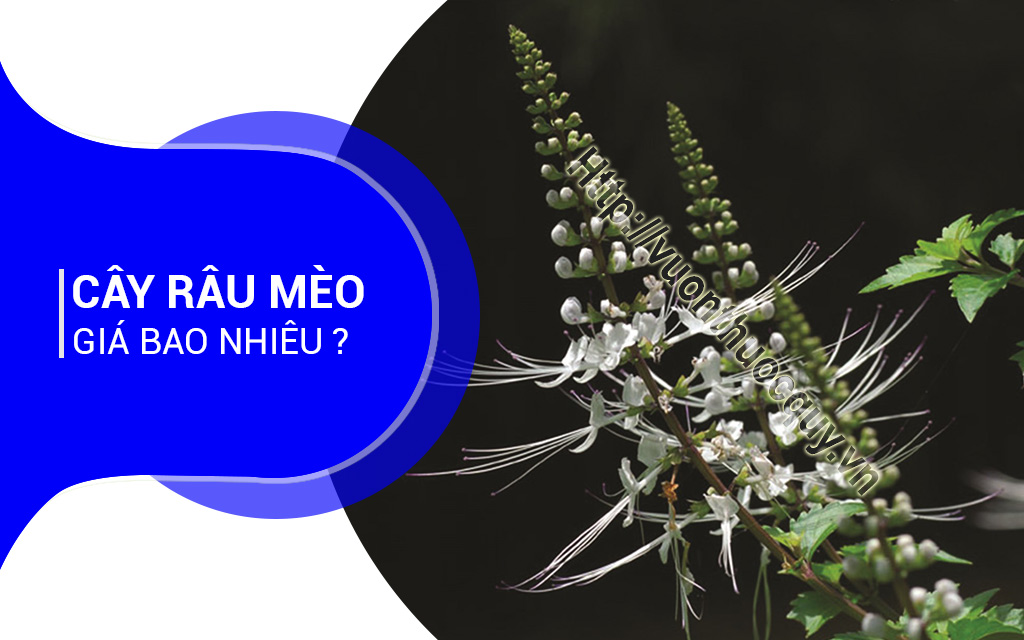 Cây Râu Mèo Giá Bao Nhiêu ?