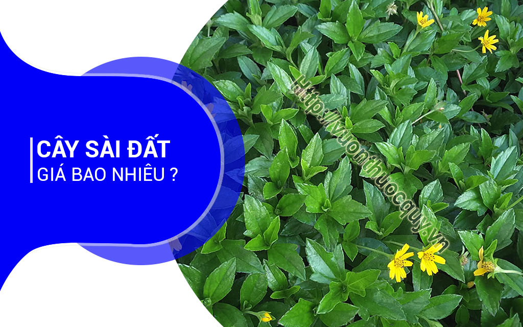 Cây Sài Đất Giá Bao Nhiêu ?