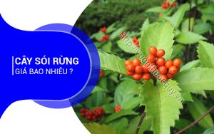Cây Sói Rừng Giá Bao Nhiêu ?