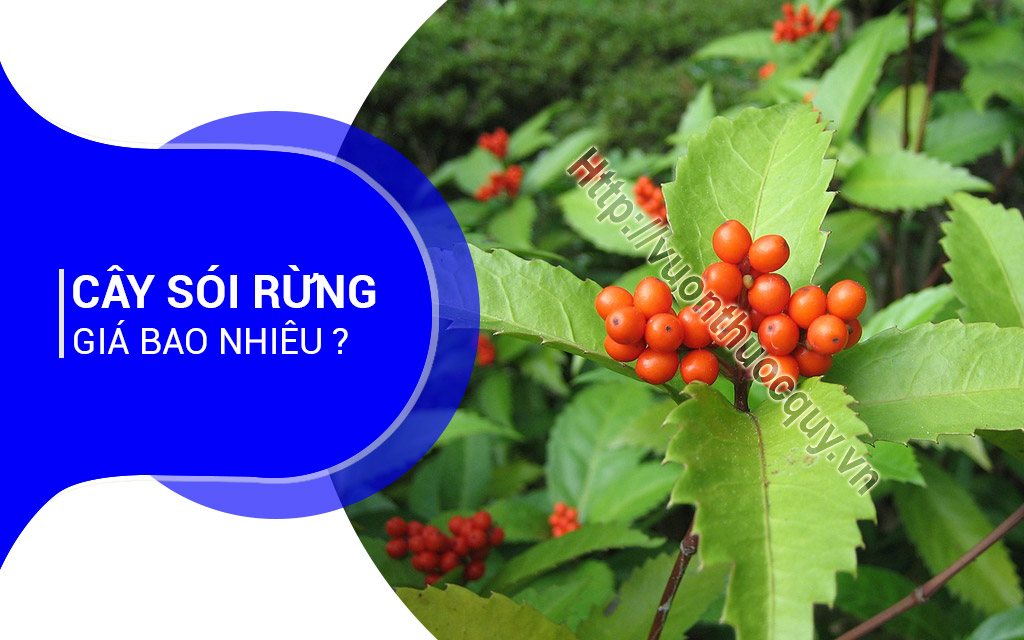 Cây Sói Rừng Giá Bao Nhiêu ?
