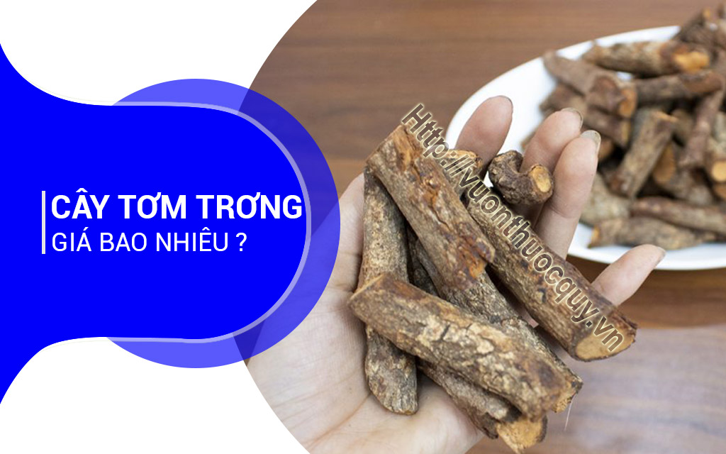 Cây Tơm Trơng Giá Bao Nhiêu ?
