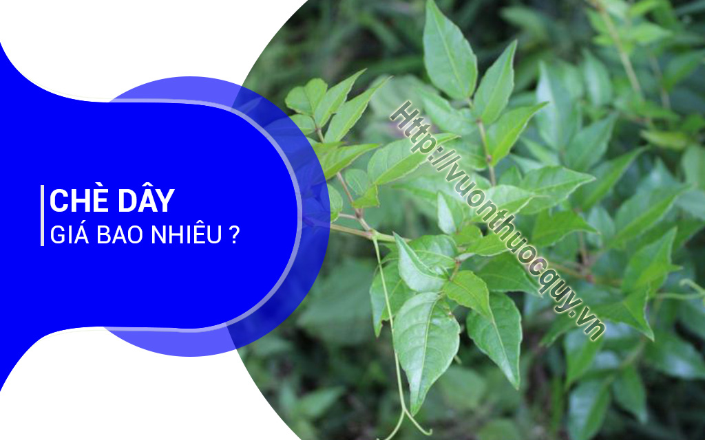 Chè Dây Giá Bao Nhiêu ?