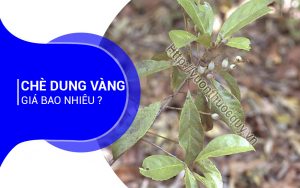 Chè Dung Giá Bao Nhiêu ?
