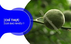 Chỉ Thực Giá Bao Nhiêu ?