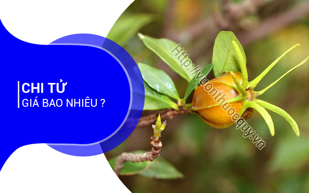 Chi Tử Giá Bao Nhiêu ?