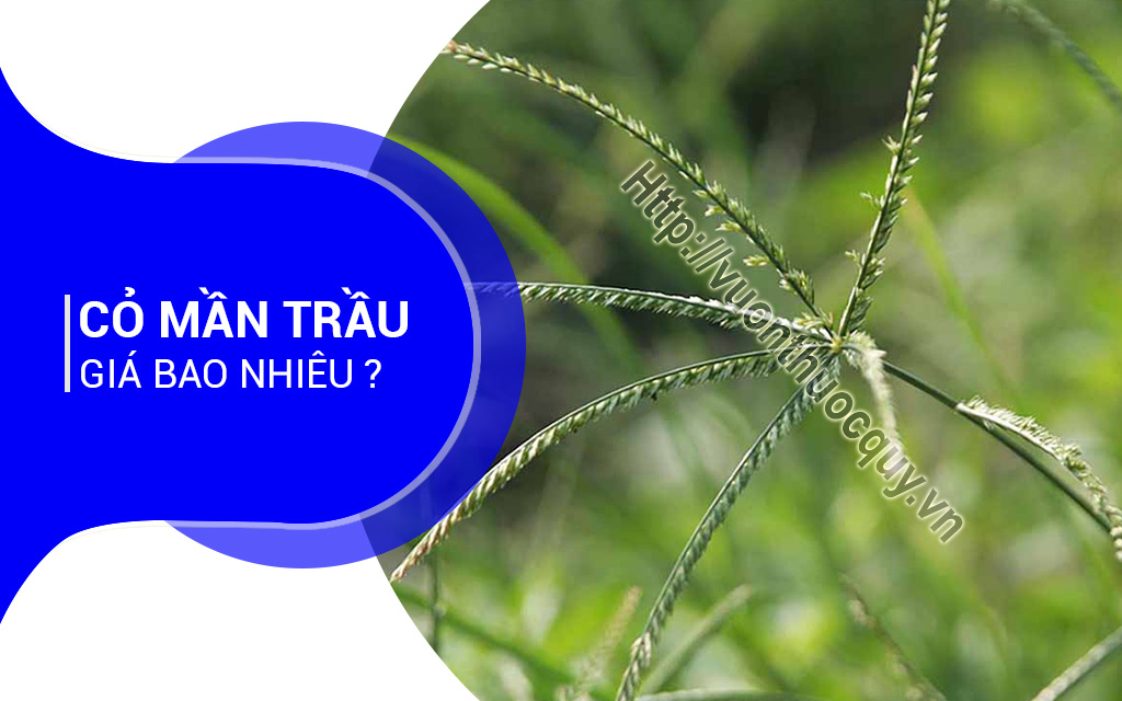 Cỏ Mần Trầu Giá Bao Nhiêu ?