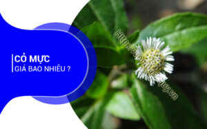 Cỏ Mực Giá Bao Nhiêu ?