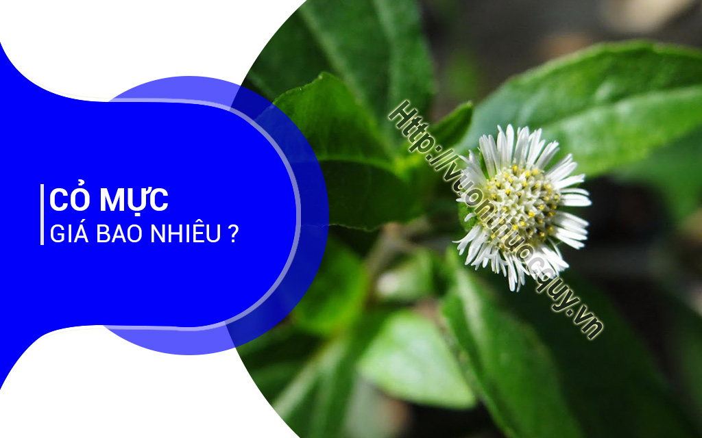 Cỏ Mực Giá Bao Nhiêu ?