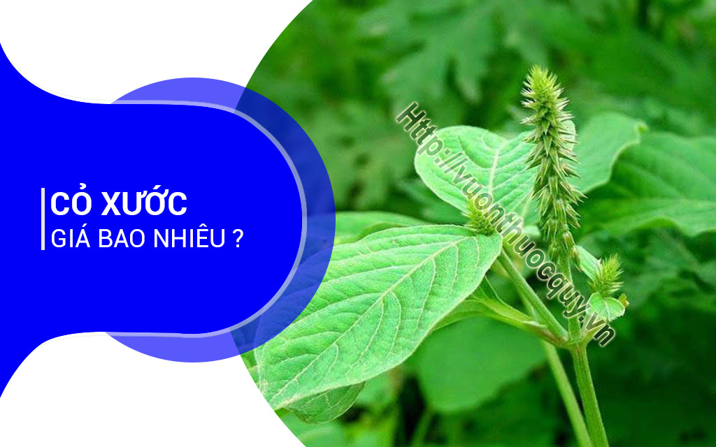 Cỏ Xước Giá Bao Nhiêu ?