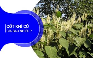Cốt Khí Củ Giá Bao Nhiêu ?