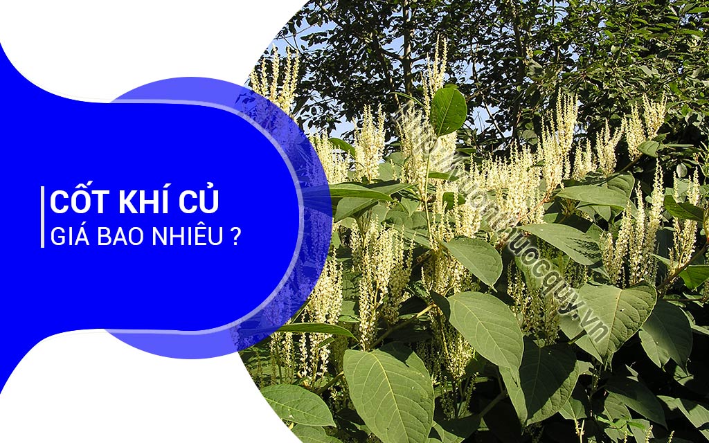 Cốt Khí Củ Giá Bao Nhiêu ?