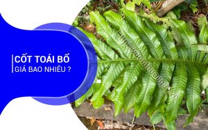Cốt Toái Bổ Giá Bao Nhiêu ?