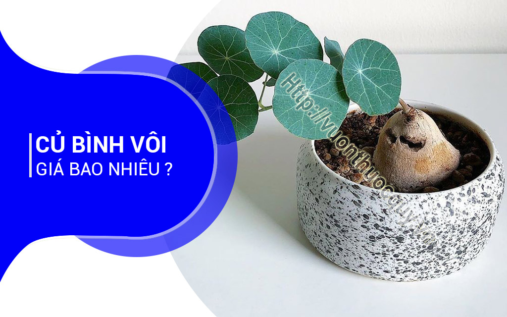 Củ Bình Vôi Giá Bao Nhiêu ?