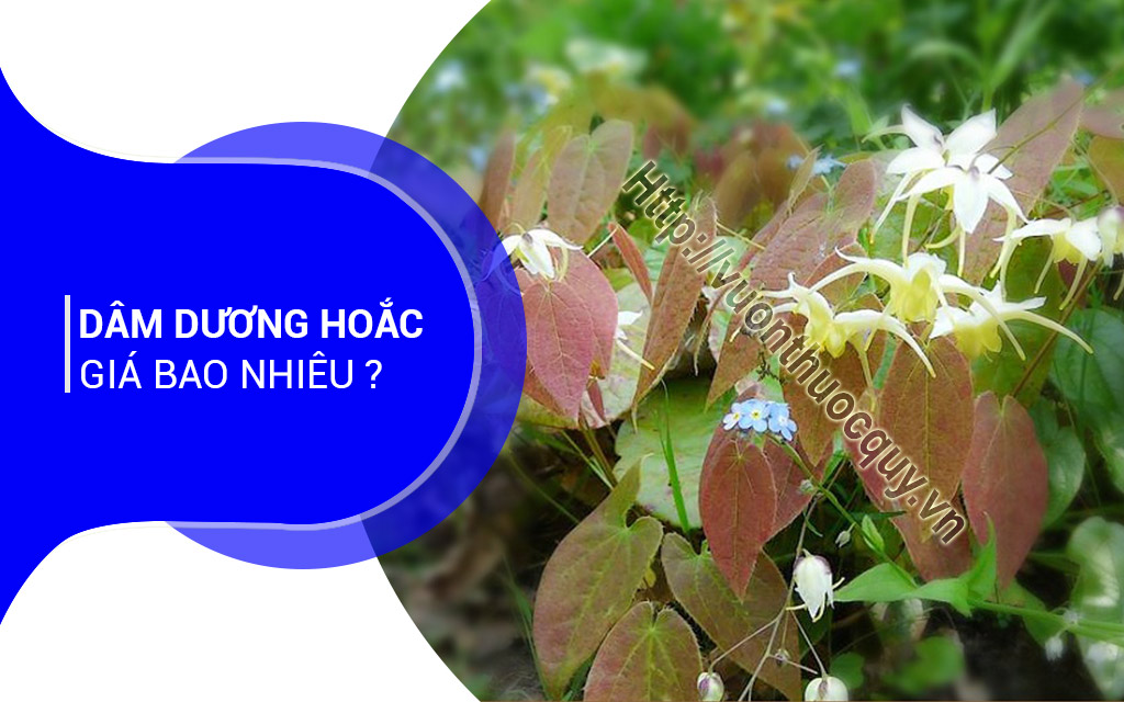 Dâm Dương Hoắc Giá Bao Nhiêu ?