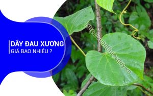 Dây Đau Xương Giá Bao Nhiêu ?