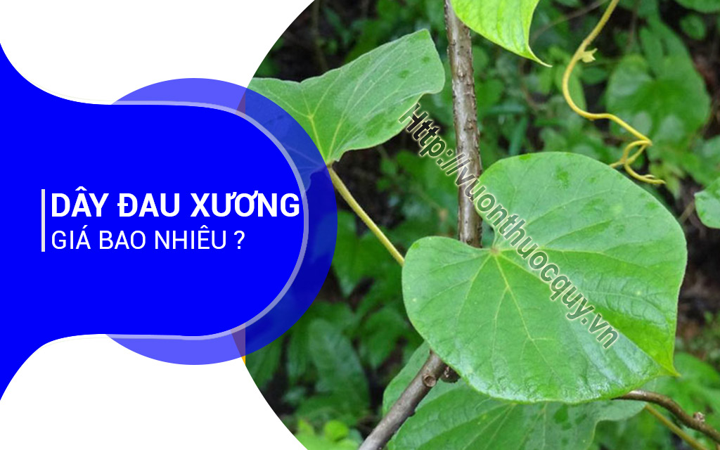 Dây Đau Xương Giá Bao Nhiêu ?