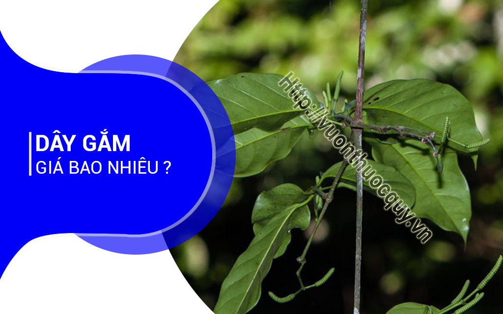 Dây Gắm Giá Bao Nhiêu ?