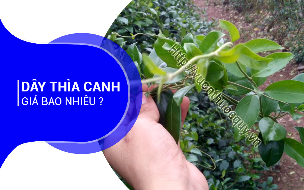Dây Thìa Canh Giá Bao Nhiêu ?