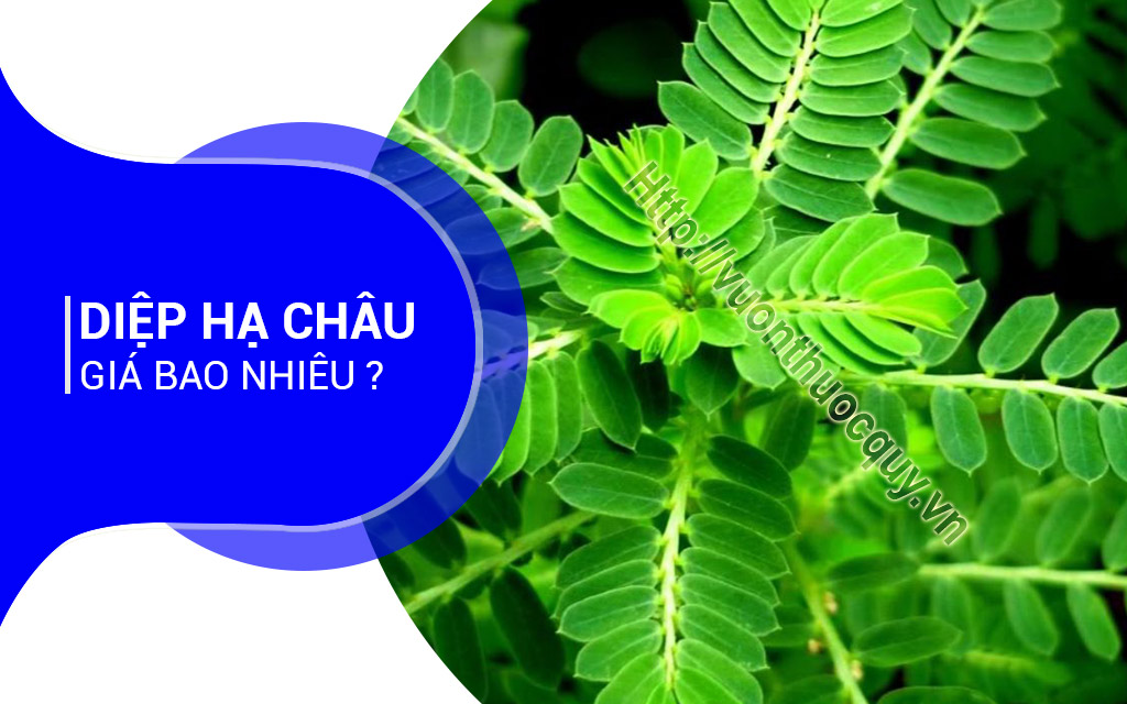 Diệp Hạ Châu Giá Bao Nhiêu ?