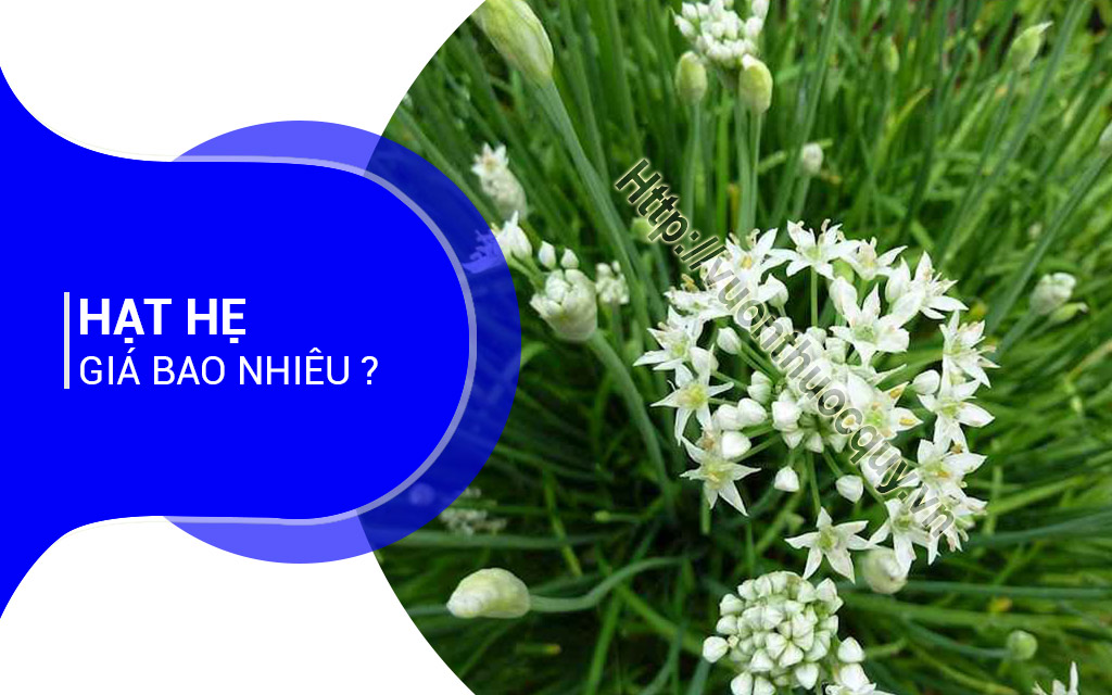 Hạt Hẹ Giá Bao Nhiêu ?
