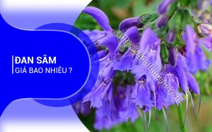 Đan Sâm Giá Bao Nhiêu ?