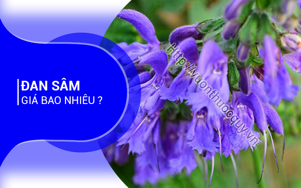 Đan Sâm Giá Bao Nhiêu ?