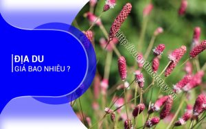 Địa Du Giá Bao Nhiêu ?
