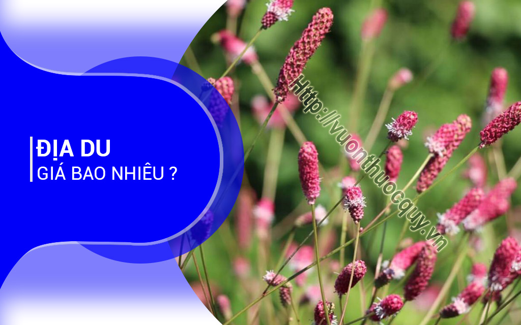 Địa Du Giá Bao Nhiêu ?