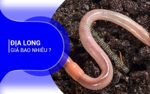 Địa Long Giá Bao Nhiêu ?