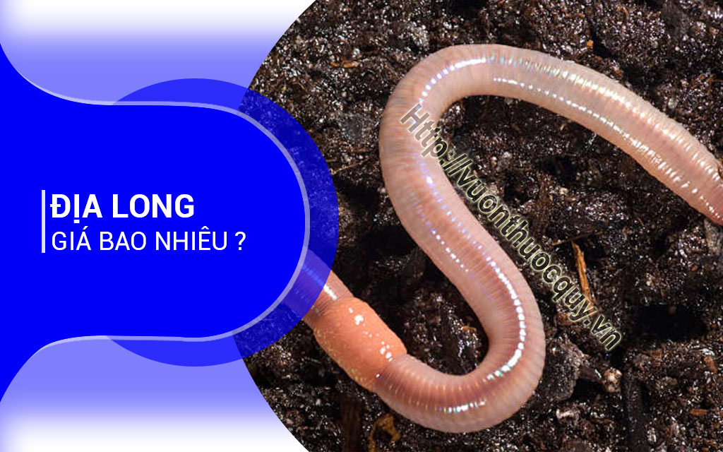 Địa Long Giá Bao Nhiêu ?