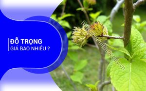 Đỗ Trọng Giá Bao Nhiêu ?