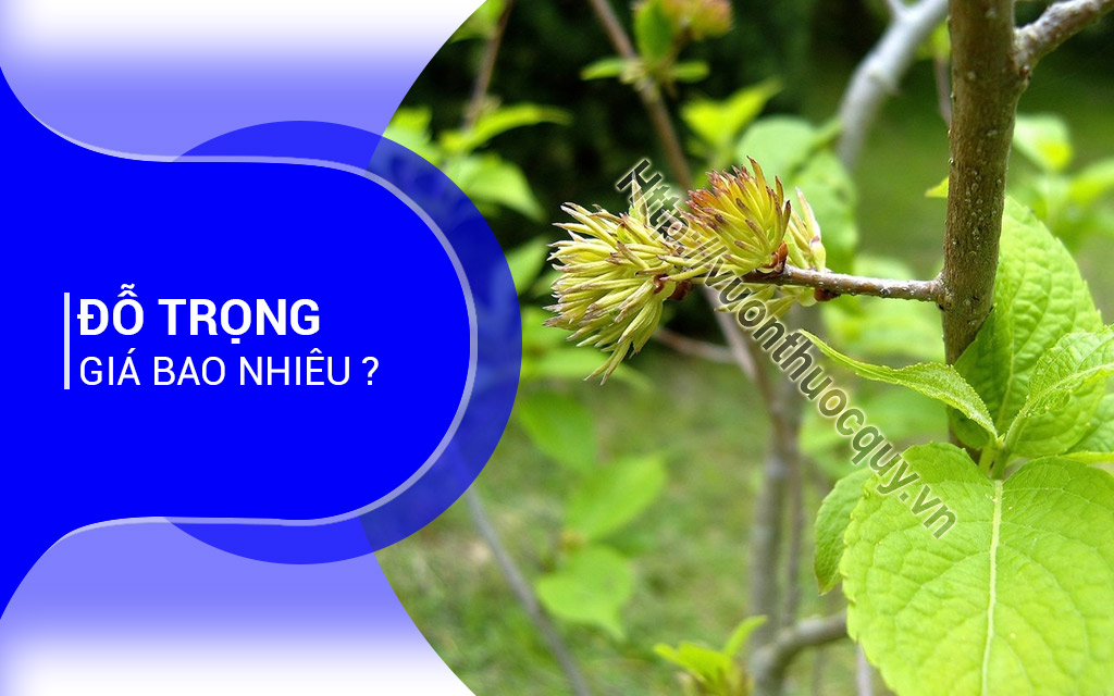 Đỗ Trọng Giá Bao Nhiêu ?