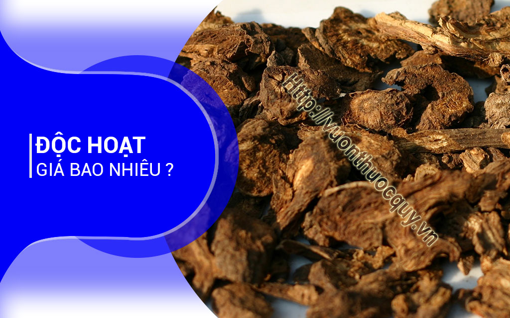Độc Hoạt Giá Bao Nhiêu ?