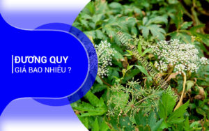 Đương Quy Giá Bao Nhiêu ?