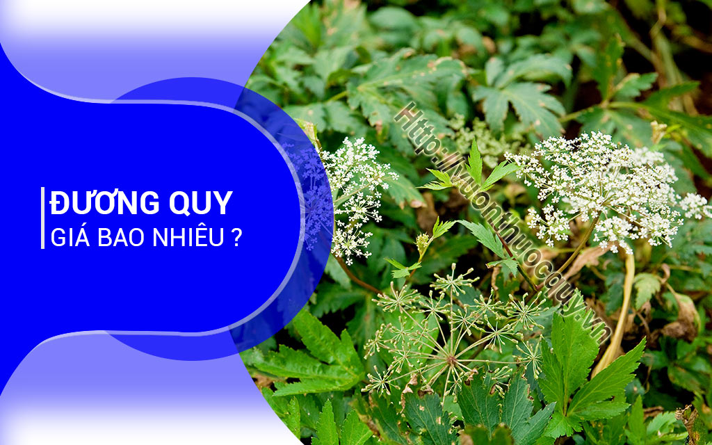 Đương Quy Giá Bao Nhiêu ?