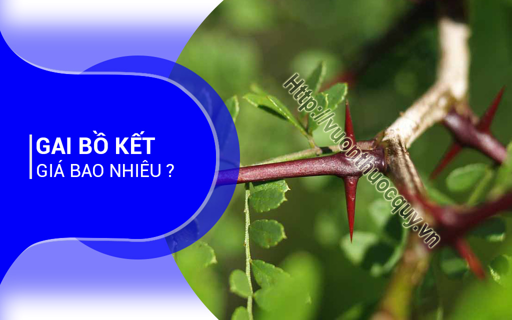 Gai Bồ Kết Giá Bao Nhiêu ?