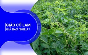 Giảo Cổ Lam Giá Bao Nhiêu ?