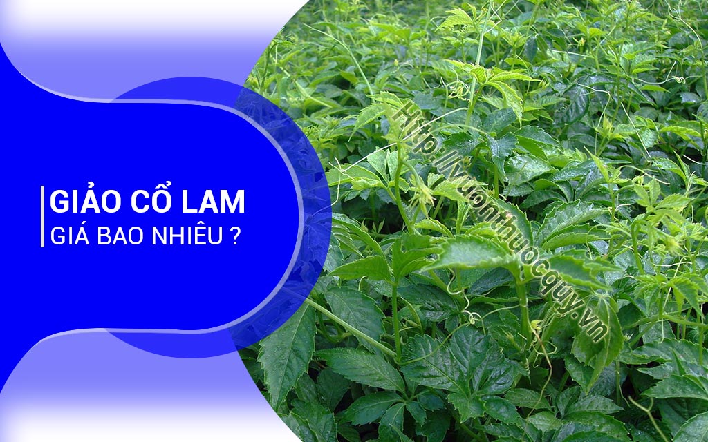 Giảo Cổ Lam Giá Bao Nhiêu ?