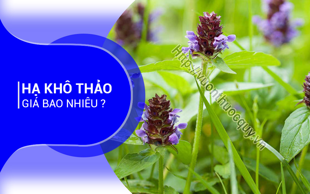 Hạ Khô Thảo Giá Bao Nhiêu ?