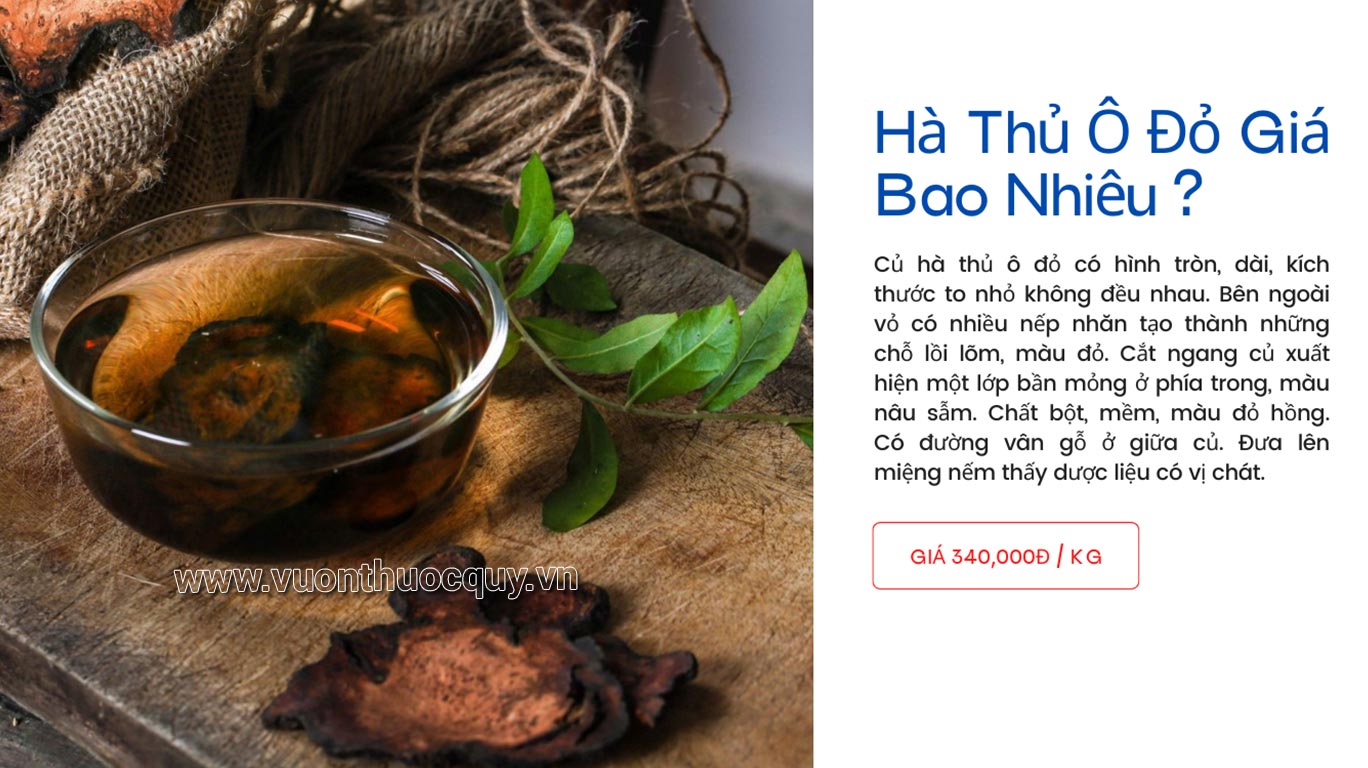 Hà Thủ Ô Đỏ Giá Bao Nhiêu ?