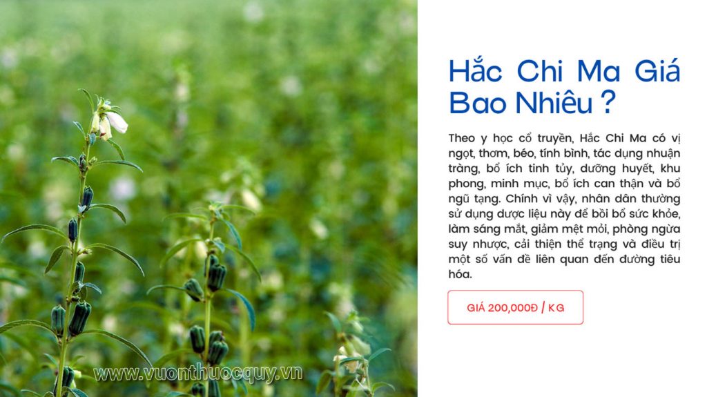 Hắc Chi Ma Giá Bao Nhiêu ?