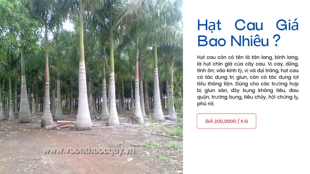 Hạt Cau Giá Bao Nhiêu ?