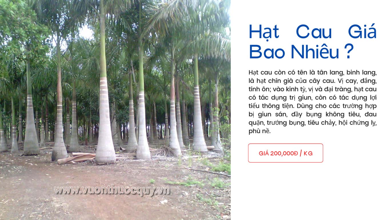 Hạt Cau Giá Bao Nhiêu ?
