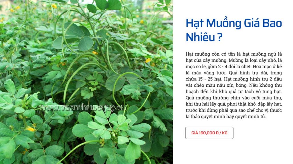 Hạt Muồng Giá Bao Nhiêu ?