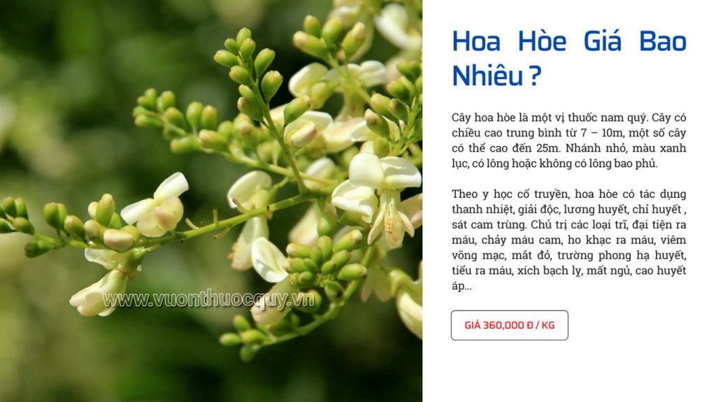 Hoa Hòe Giá Bao Nhiêu ?