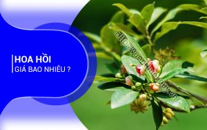 Hoa Hồi Giá Bao Nhiêu ?